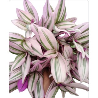 Cây Thài lài hồng(sản phẩm mới 27.12.23)