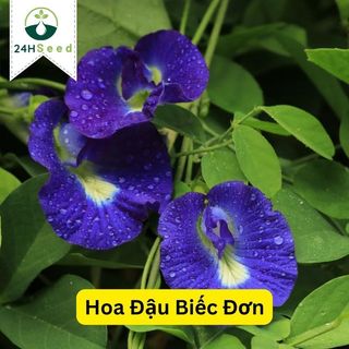 Hạt giống hoa đậu biếc đơn gói 20 hạt 24HSeed