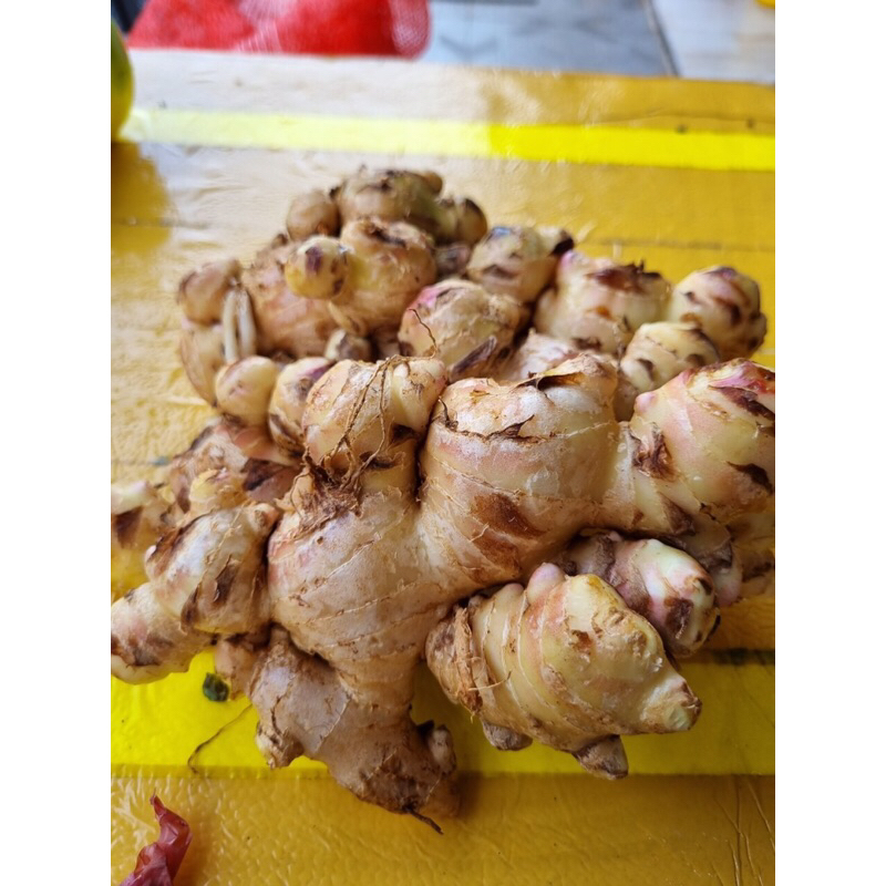 Gừng Trâu Đắk Lắk