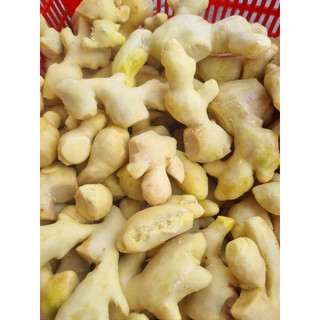 Gừng Trâu Đắk Lắk