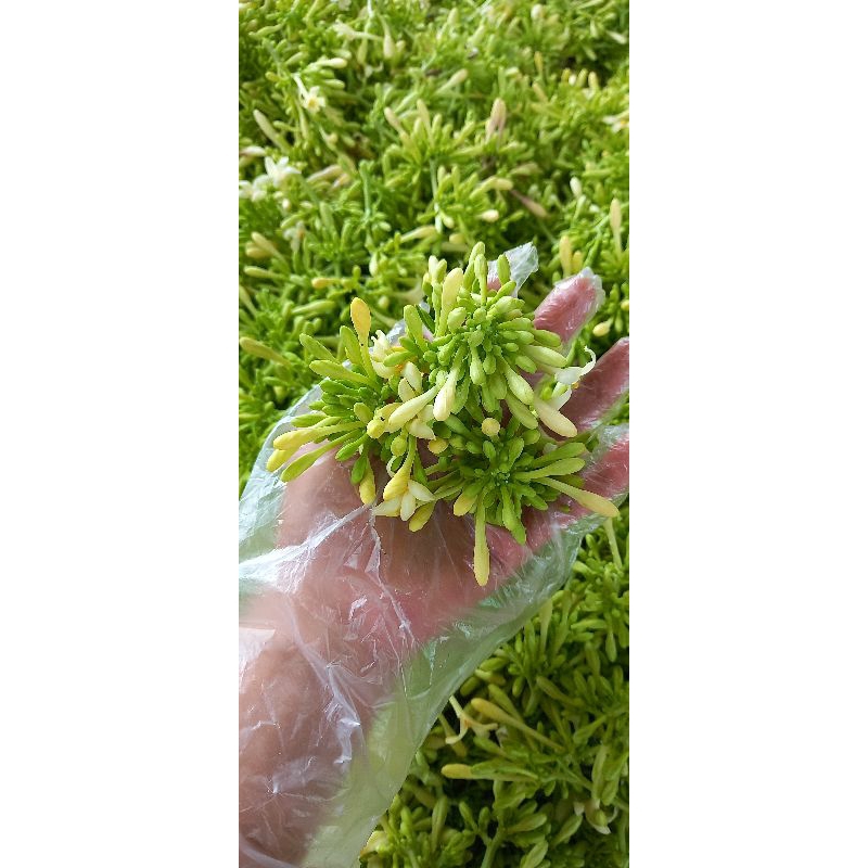 500g HOA ĐU ĐỦ ĐỰC nhà làm tại Đăk Nông - sấy xanh - sạch sẽ - thơm - HOA MỚI