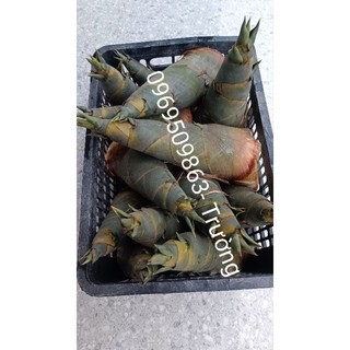 1 cây tre giống tứ quý