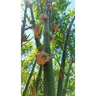 1 cây tre giống tứ quý