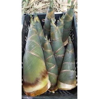 1 cây tre giống tứ quý