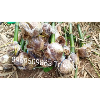 1 cây tre giống tứ quý