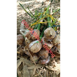 1 cây tre giống tứ quý
