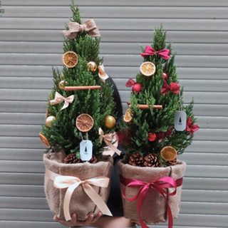 [HOẢ TỐC] Cây sơn tùng trang trí Noel, cây thông Noel (cây thật, tiệm không trang trí sẵn)
