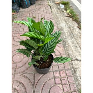 Cây đuôi cong sọc xanh