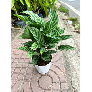 Cây đuôi cong sọc xanh