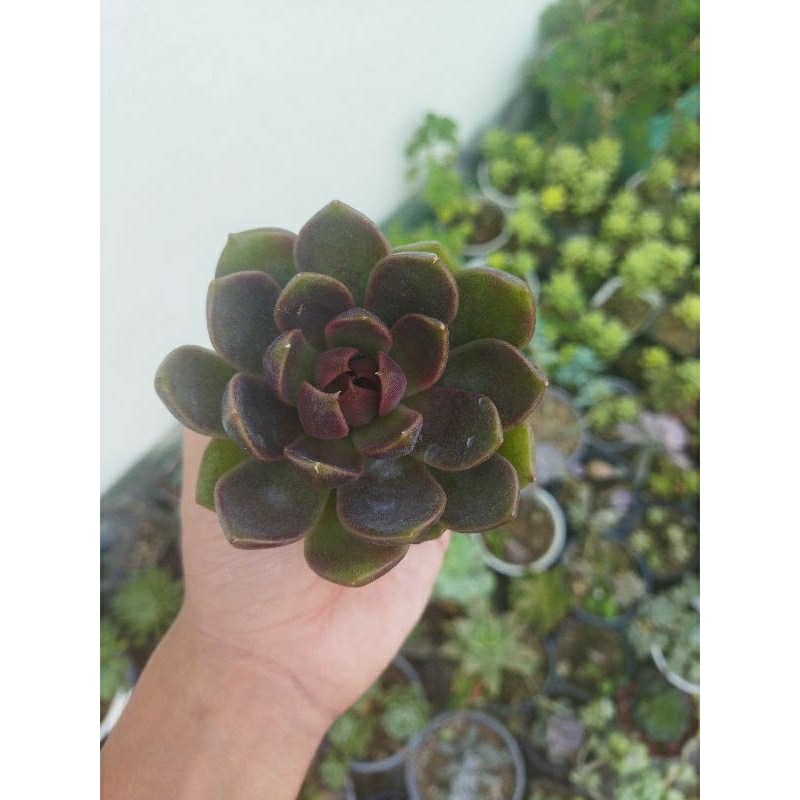 sen đá black queen( echeveria black queen)