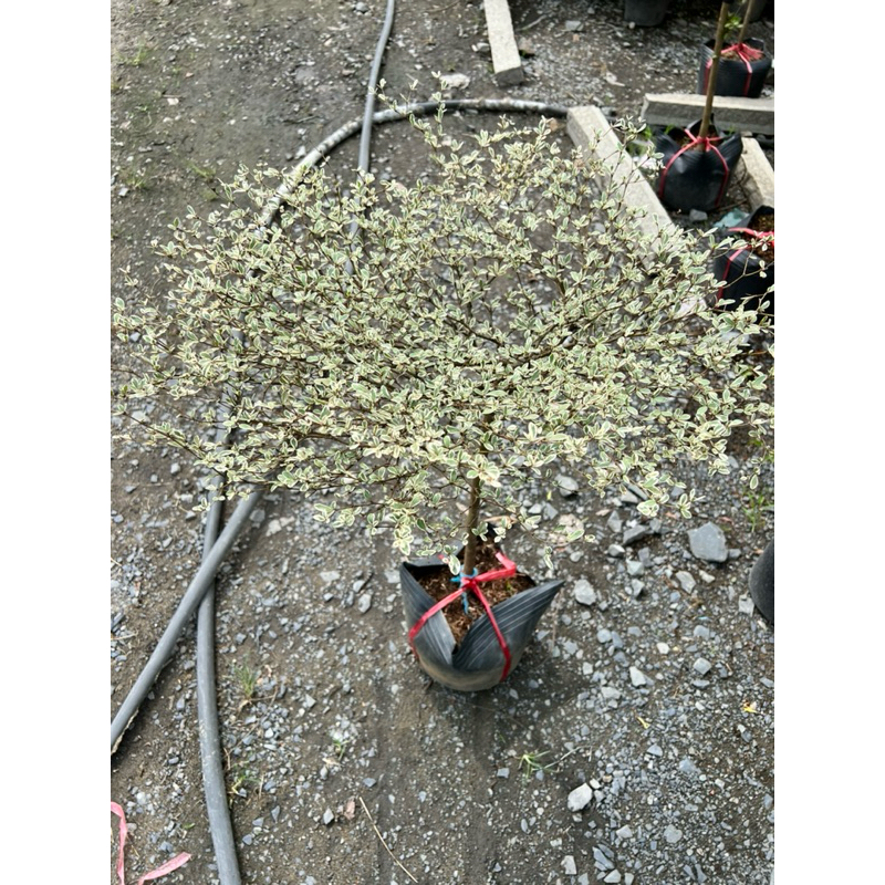 Cây bàng cẩm thạch