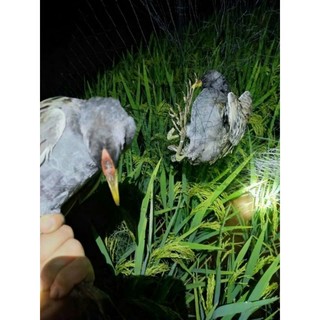 S lưới bẫy tàng hình thái lan bẫy tất cả các loại , mắt lưới 3p, 4p, 5p, 6p, 7p, 8p chiều dài 20m, 30m, 60m