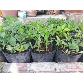 bộ combo 10 cây thạch anh giống .
