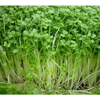 Hạt giống rau cải mầm