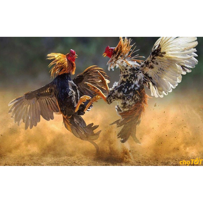 Cám siêu đạm dạng viên cao cấp 1kg - Thúc đẩy tạo cơ, tiêu mỡ