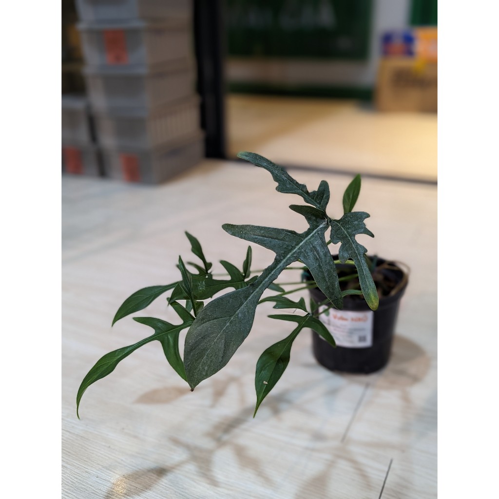 Chậu én Philodendron Florida Narrow Form.