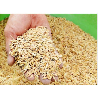 Lúa (thóc dành cho chim, gà, vịt,...) 1 kg