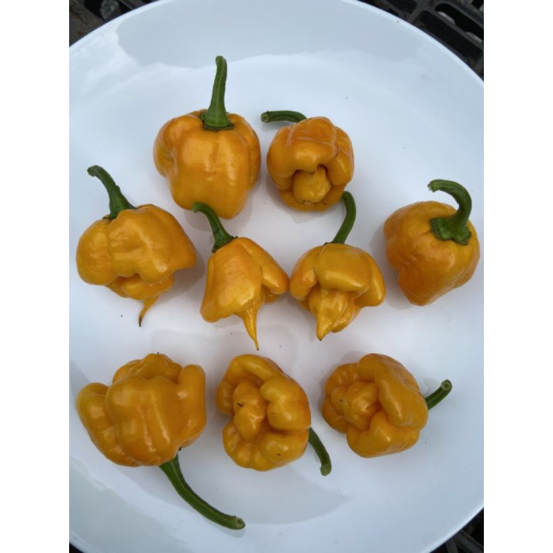 Hạt giống ớt Carolina Reaper Yellow