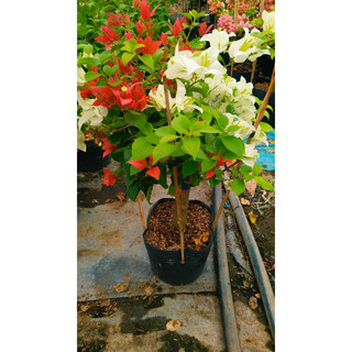 Hoa giấy 2 màu trắng tuyết + red brizza 50cm