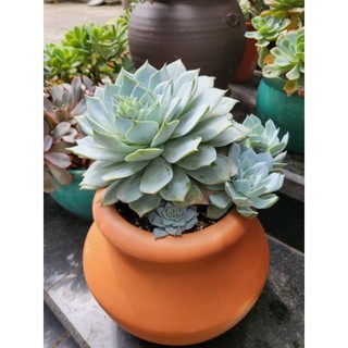 Chậu đất nung - chậu bình cao 19, miệng 16 (miệng trong 12.5)