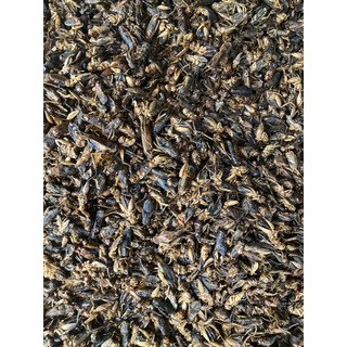 dế sấy khô 1kg