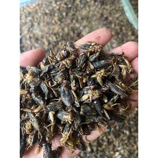 dế sấy khô 1kg