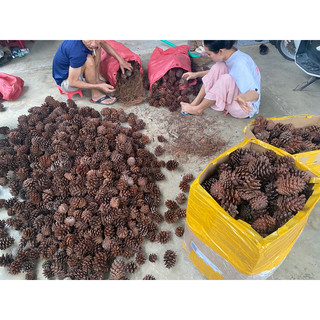 Quả Thông khô Trang Trí Noel size trung 5-6-7cm