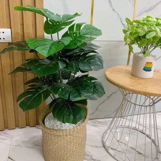 Cây giả - Cây lá rùa giả trang trí decor cao 60cm sét chậu giỏ cố