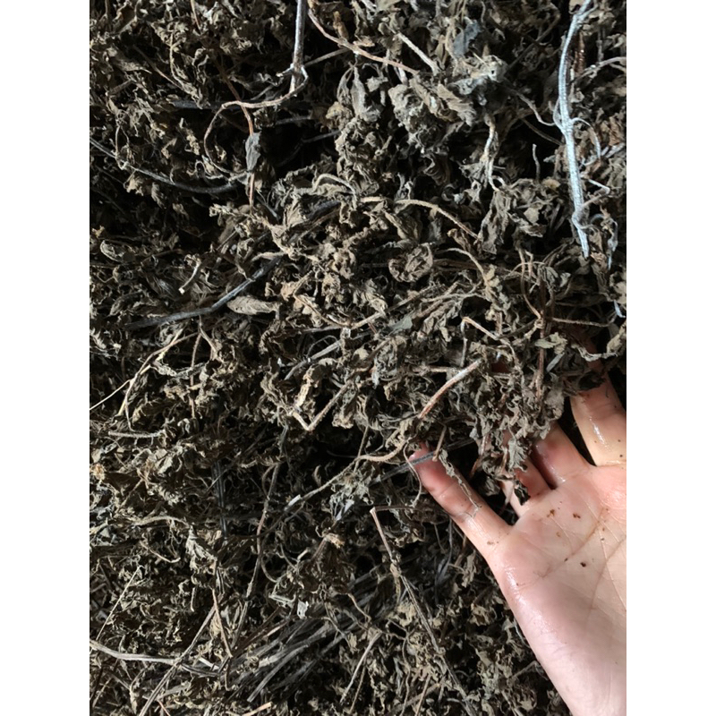 Cây Thạch Đen Cao Bằng 1000g