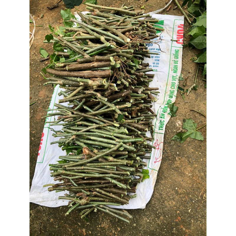 Cây giống rau mì chính