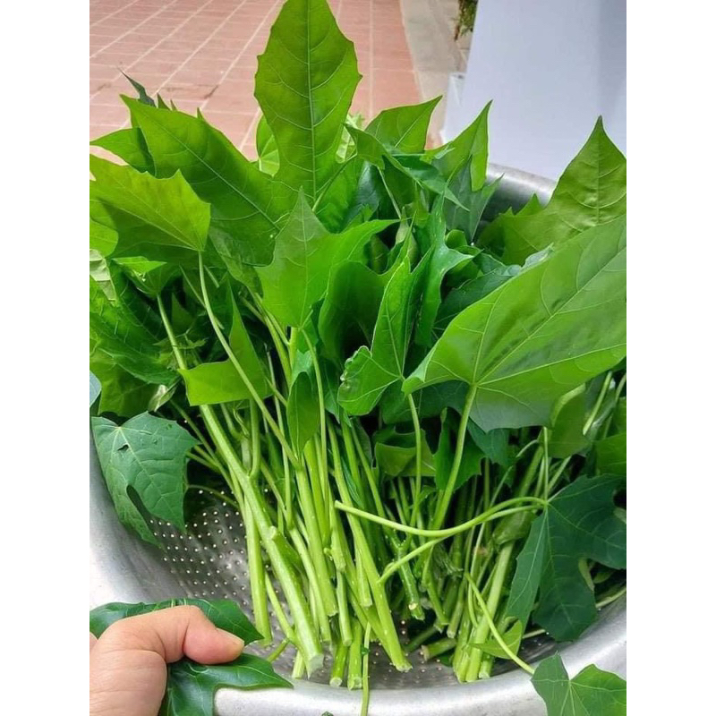 Cây giống rau mì chính