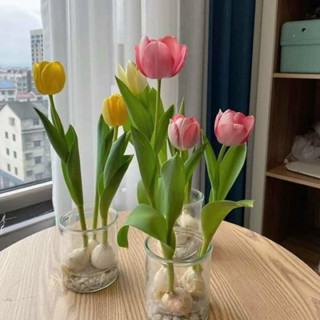  củ giống hoa tulip trồng thủy canh củ đang ngậm nụ  