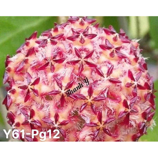 Cây giống lan cẩm cù
