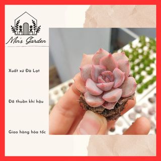 Sen đá liên đài tím size vỉ 🔥free ship🔥 xuất xứ đà lạt, đã thuần khí hậu