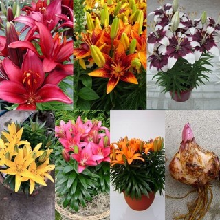 Củ ly - 10 củ giống hoa ly lùn thơm nhiều màu