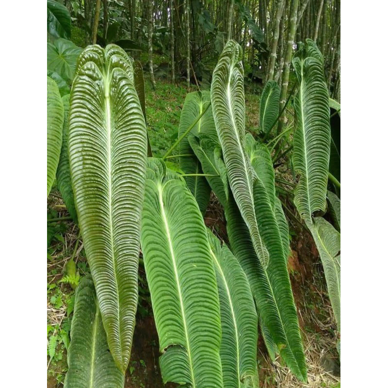 Anthurium king narrow lớn lá nhăn nhìn đã lắm