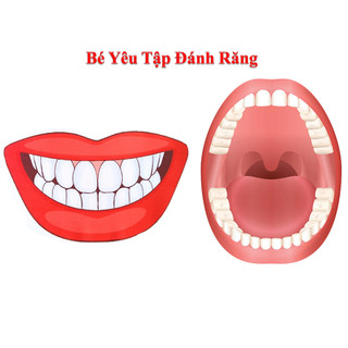 [Mô Hình Hàm Răng] Cùng Bé Yêu Tập Đánh Răng - Ép Plastic Không Thấm Nước, Mực vẽ Tự Xóa Được