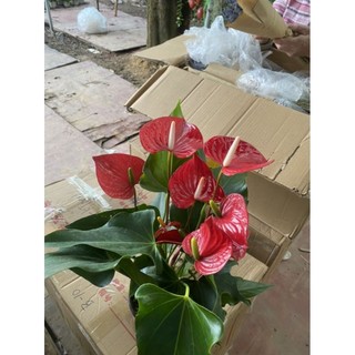 Chậu cây hoa hồng môn làm quà tặng