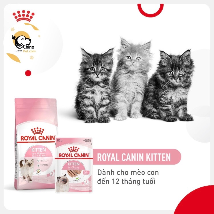 Hạt Royal Canin Kitten chuyên hỗ trợ cho mèo con từ 4 – 12 tháng tuổi dạng hạt bổ sung dinh dưỡng thay thế sữa mèo mẹ