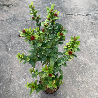 Cây trang hoa mẫu đơn lá nhỏ hoa màu đỏ cao 50-60cm