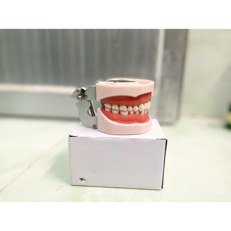 Mẫu Hàm 28-32 răng | Hàm thực hành nha khoa