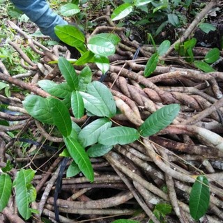Cây tơm trơng rừng tây nguyên khô 1kg vị chủ đạo trong thang amakong