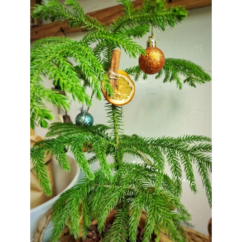 Set trang trí cây thông cơ bản