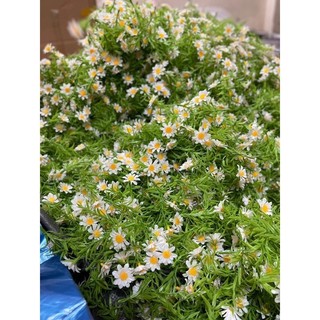 1 Nhánh cỏ điểm hoa cúc -Nhánh cúc hoa mi điểm bó hoa cực xinh