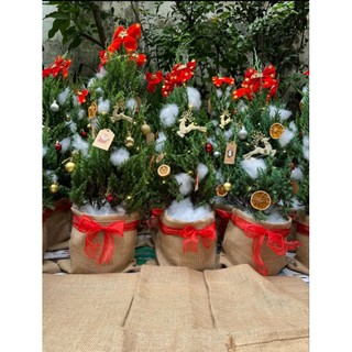 Cây Sơn Tùng trang trí Noel