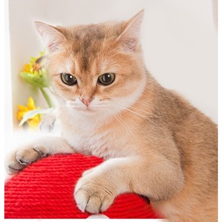 trụ cào móng cây nấm đỏ cho mèo - T3 PETS SHOP