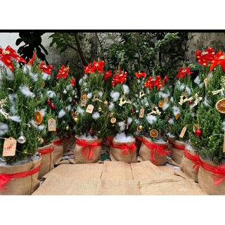 Cây Sơn Tùng trang trí Noel