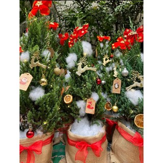 Cây Sơn Tùng trang trí Noel
