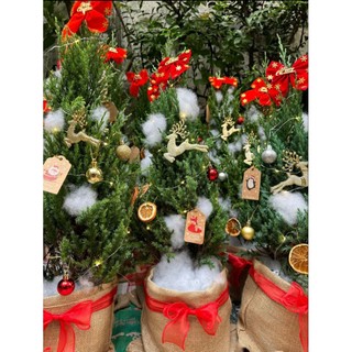 Cây Sơn Tùng trang trí Noel