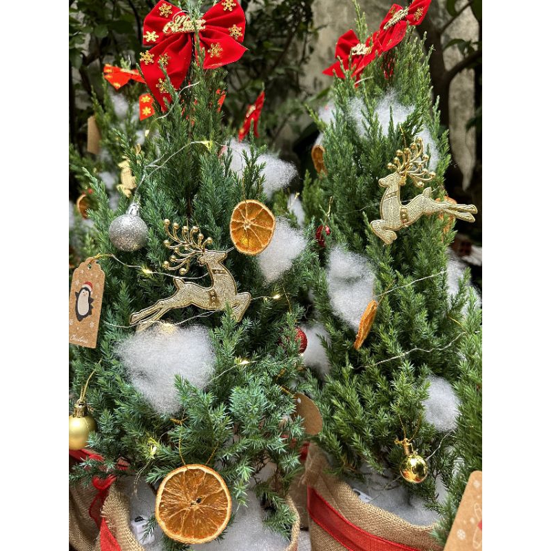 Cây Thông noel